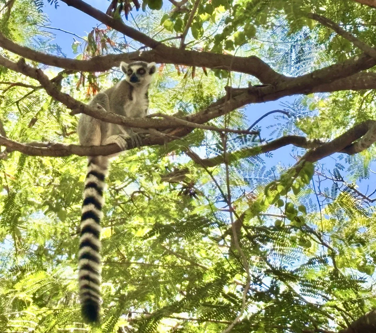 Zazamalala 狐猴特寫，捕捉眼神與棲地互動，適合野生動物攝影與 Morondava 狐猴觀察指南；Lemur portrait at Zazamalala, capturing eye contact and habitat interaction — ideal for wildlife photography and Morondava lemur watching guides.