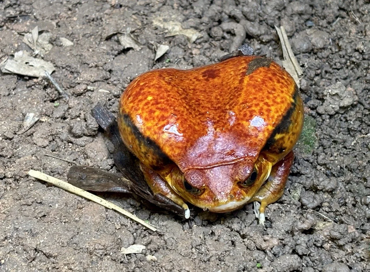 Mantella 小型毒蛙微距，鮮豔色彩與雨林地表生境記錄；Mantella frog macro in Andasibe — vivid color and leaf‑litter microhabitat.