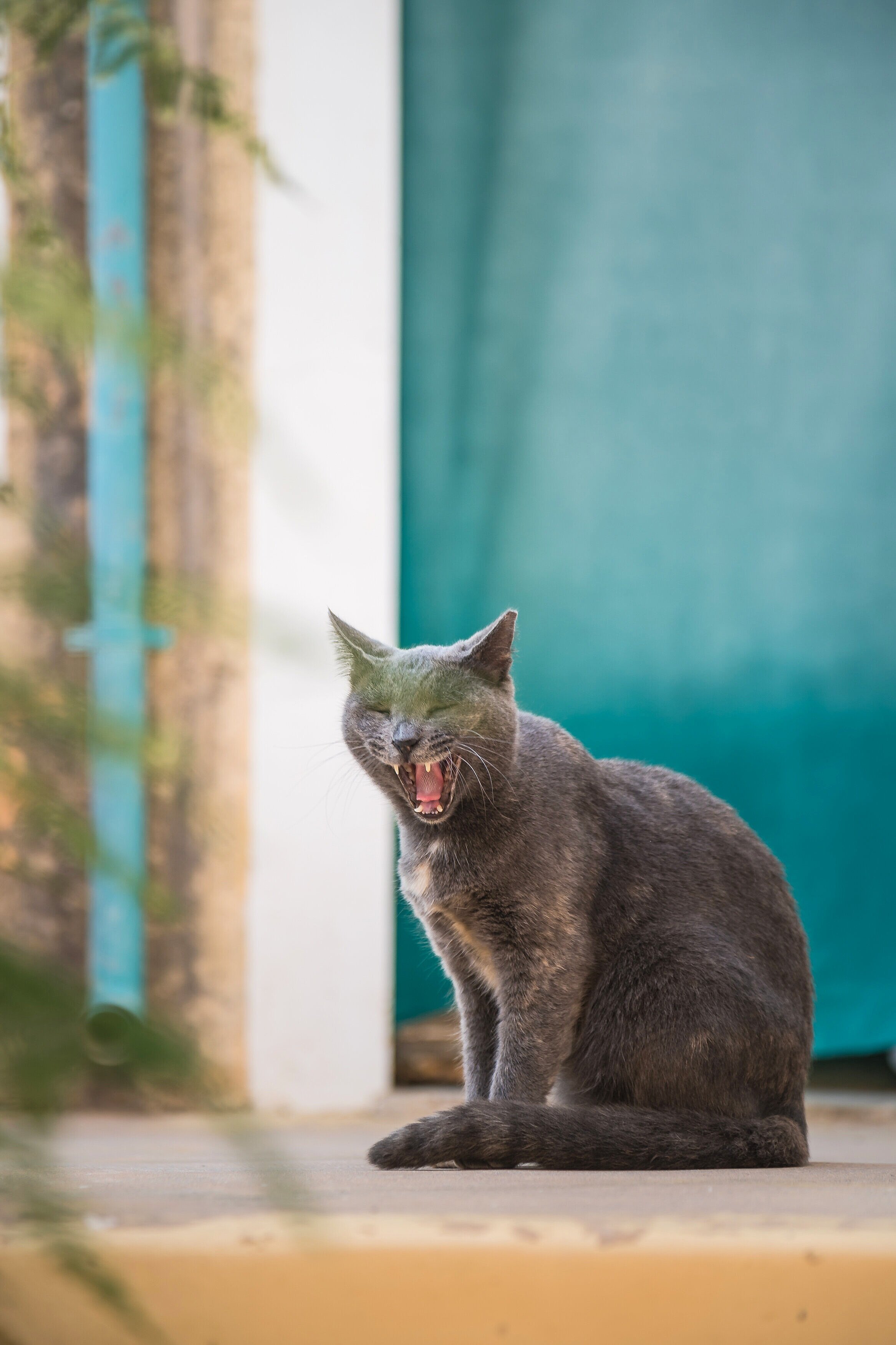 Greek island travel cats 希臘小島 旅遊攝影 超可愛貓