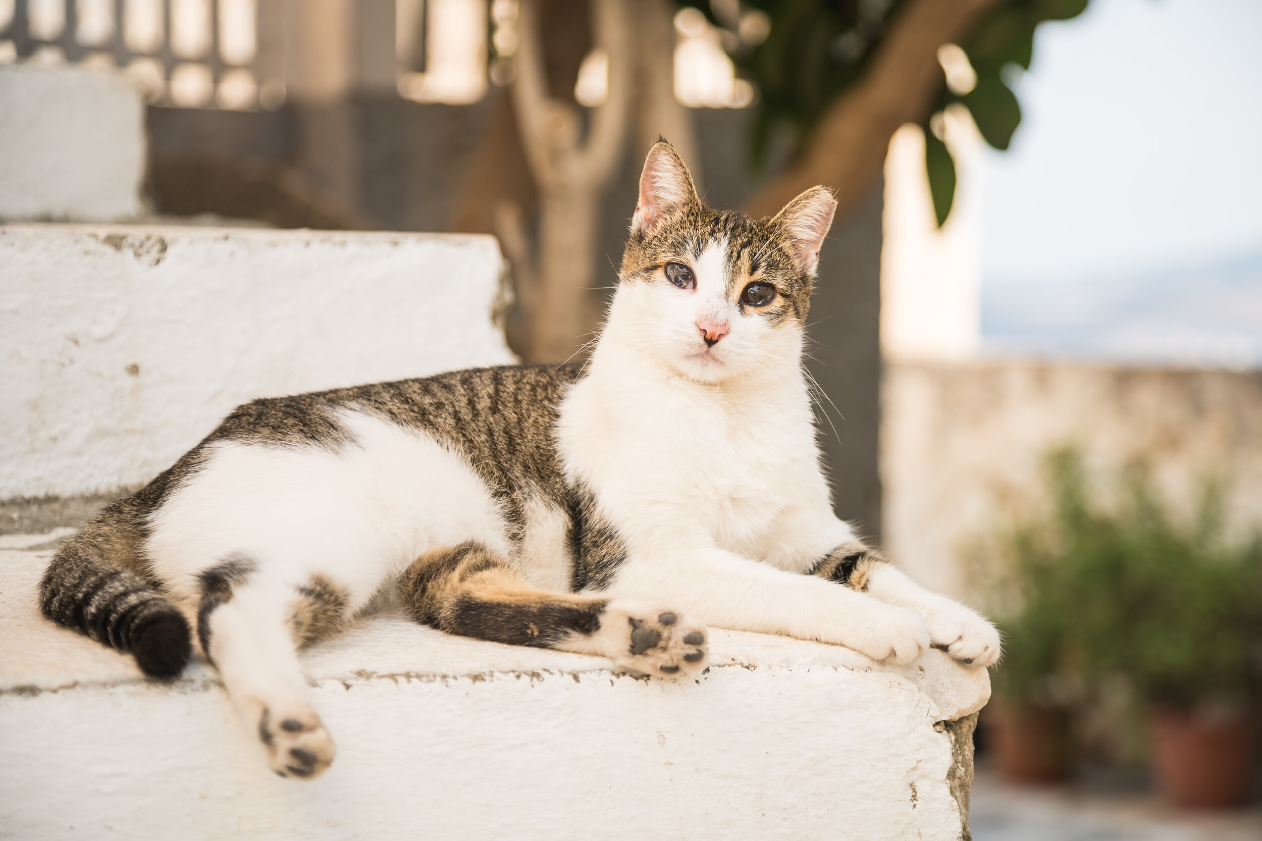 Greek Cats Greek islands Traveling landscape photography Santorini fine art prints Online art gallery wall art decor prints online buy original artworks 聖托里尼藝術攝影 線上藝廊 旅遊攝影 購買線上攝影作品 希臘小島 希臘貓