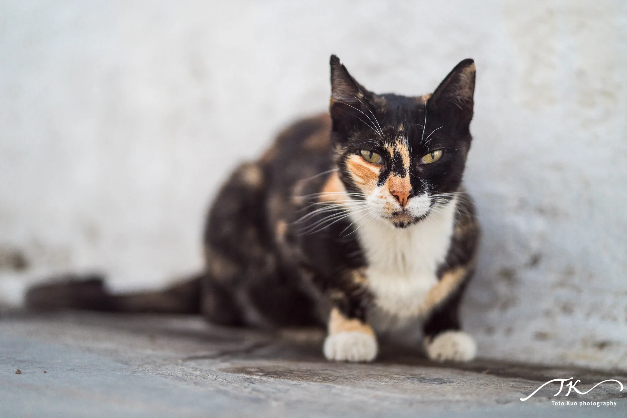 Greek Cats Greek islands Traveling landscape photography Santorini fine art prints Online art gallery wall art decor prints online buy original artworks 聖托里尼藝術攝影 線上藝廊 旅遊攝影 購買線上攝影作品 希臘小島 希臘貓