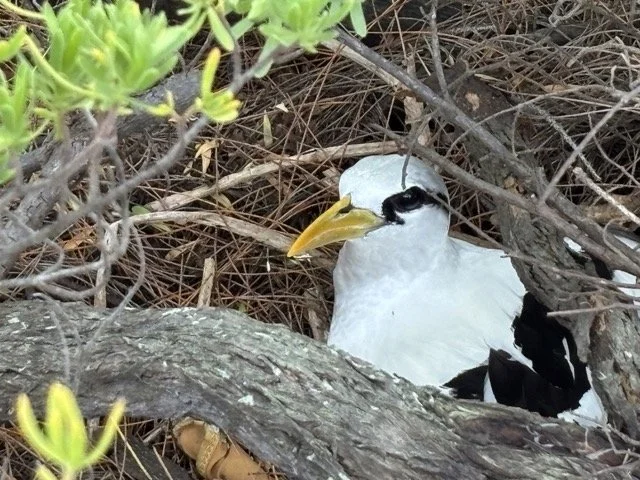 船上張貼的野生動物觀察守則與安全提示公告，提醒旅客尊重海豚與海洋生態。