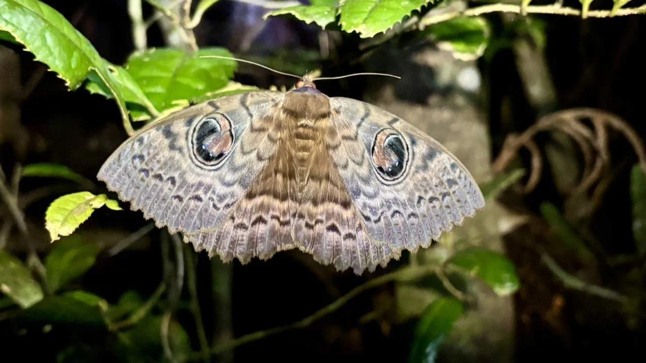 苔蘚與微生態特寫，雨林地表紋理與生態細節；Forest floor moss macro in Andasibe — textured micro‑ecology shots.