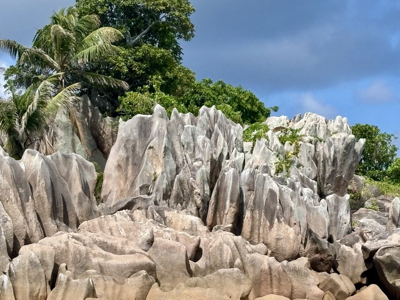 庫里厄斯島珍貴的海椰子棕櫚樹，這種塞席爾特有植物以世界上最大的種子聞名。