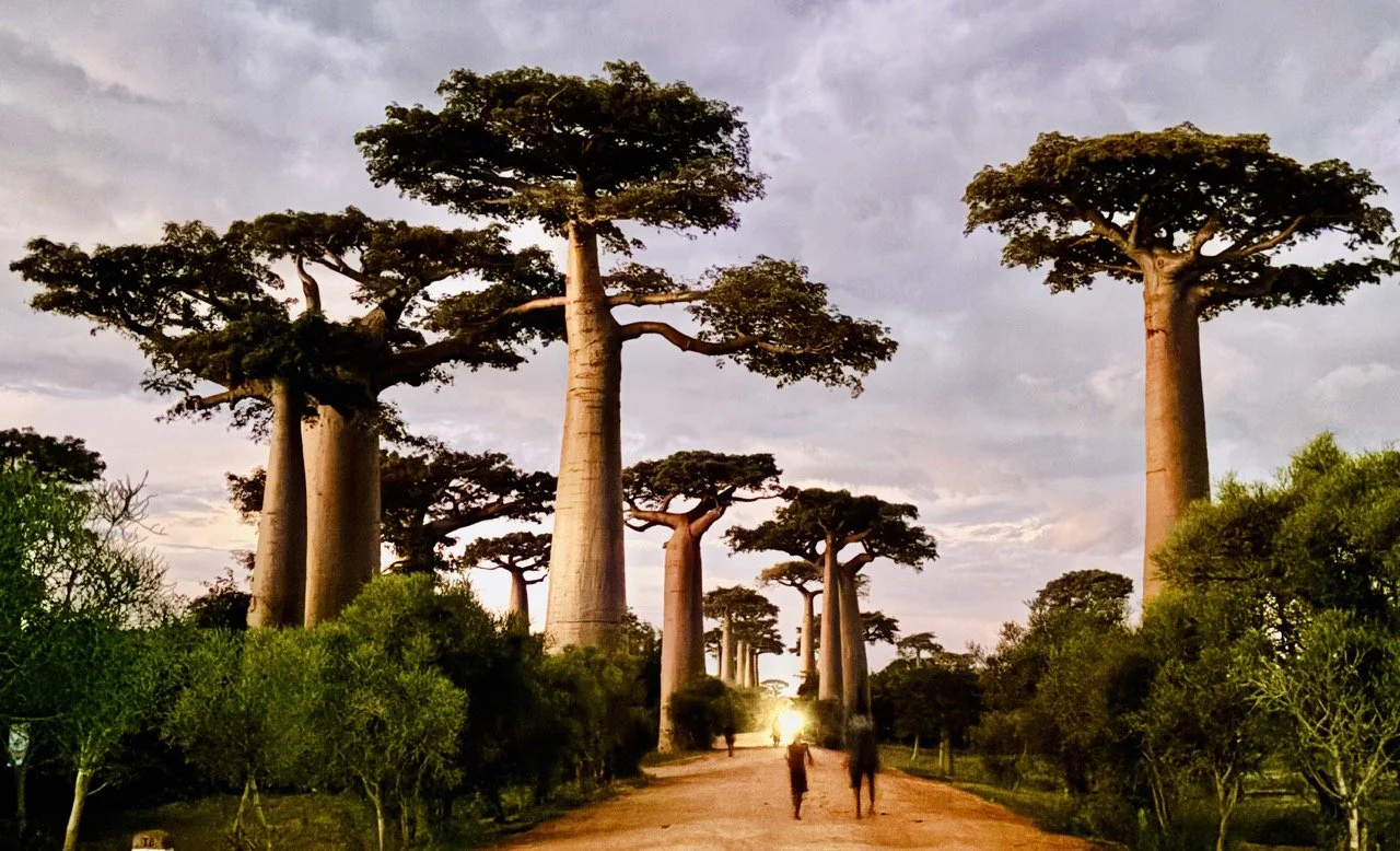 使用前景步道元素與猴麵包樹創造層次的日落構圖示例；Sunset walkway foreground element used to create layered baobab composition.