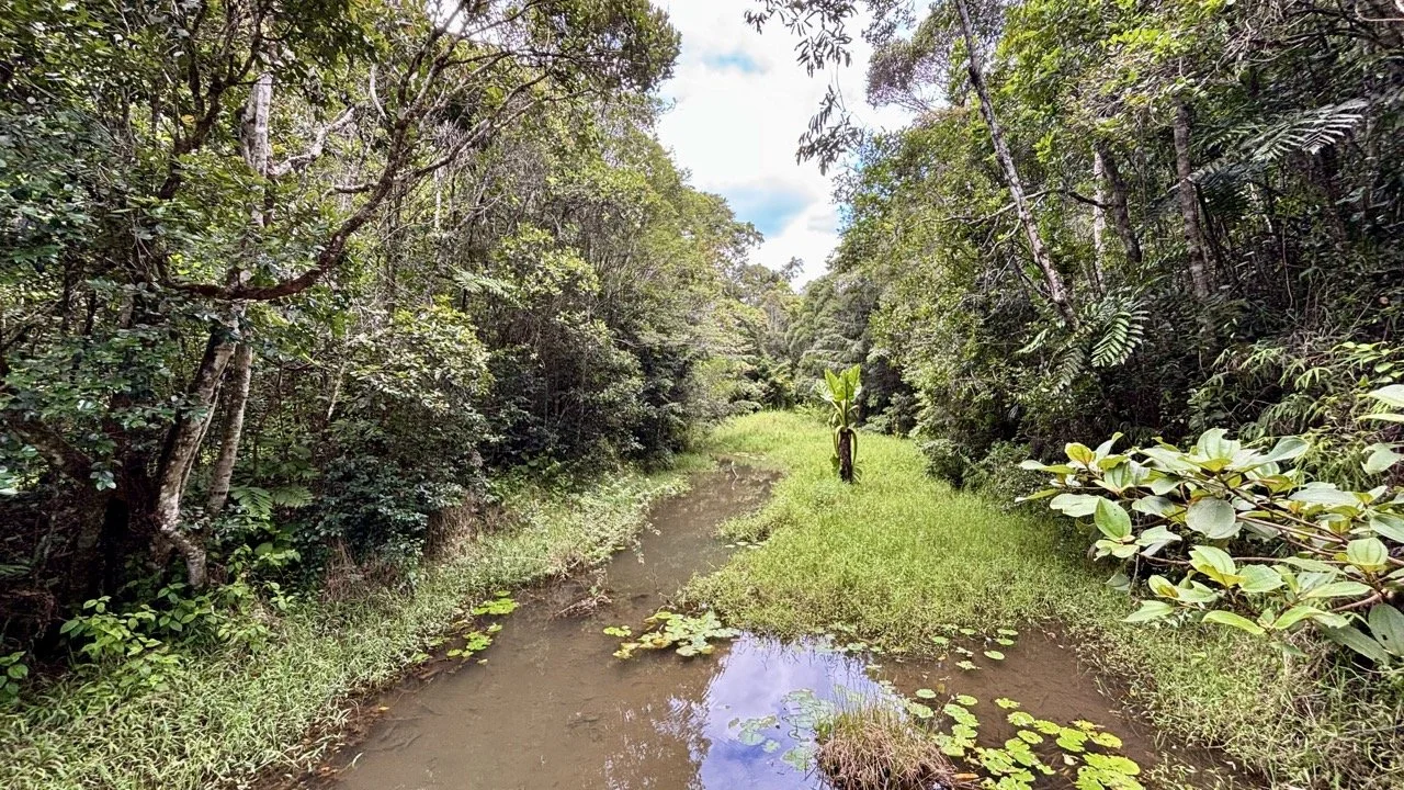 安達西樹冠層光影與層次，廣角拍攝森林縱深與光束；Andasibe rainforest canopy light and depth — wide‑angle forest composition.