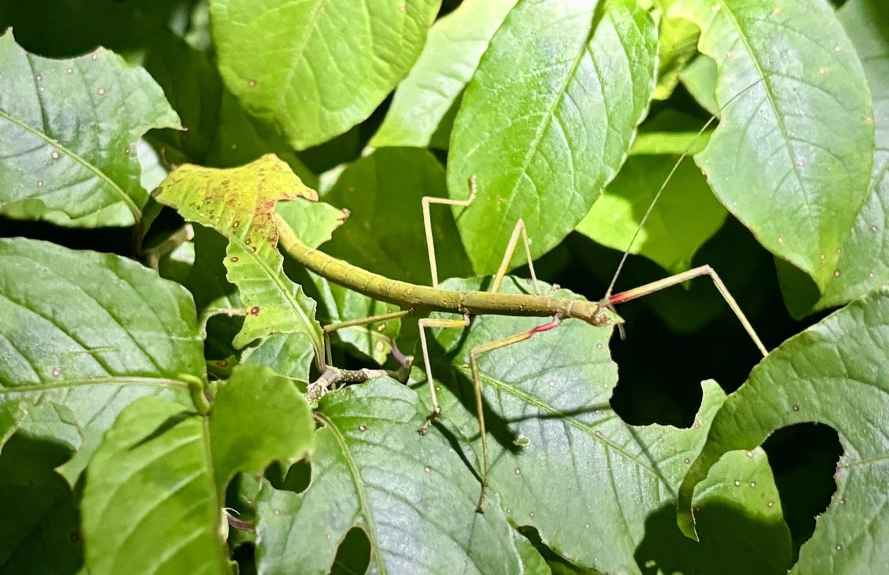雨林昆蟲微距：彩色甲蟲與獨特節肢動物生態；Rainforest insect macro in Andasibe — colorful beetles and arthropod diversity.