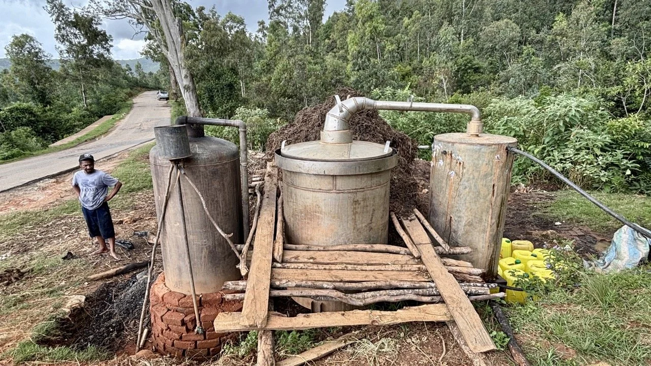 當地釀酒過程示意：發酵、蒸餾與容器細節，解說原料來源與節慶用途；Local brew fermentation process — fermentation, distillation and vessel details explaining ingredients and festival uses.
