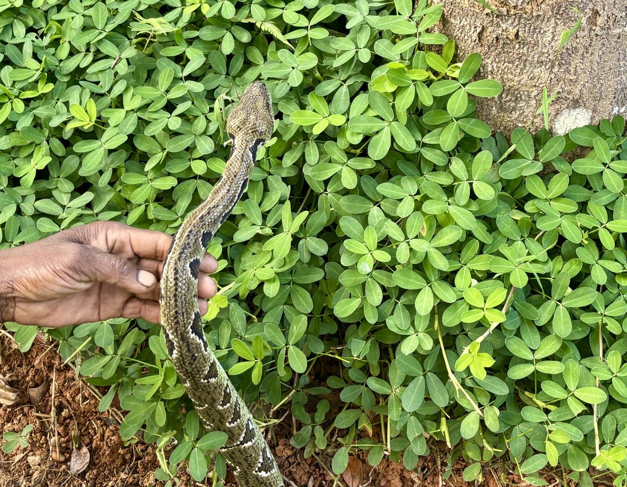 夜間導覽小組與手電筒光束，夜行生物觀察實用畫面；Guided night tour group with LED torches — practical scene for nocturnal wildlife viewing.