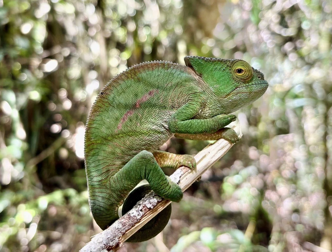 帕森變色龍微距特寫，展現鱗紋、眼睛與色彩細節，Madagascar 蜥蜴攝影焦點；Parson’s chameleon macro — detailed scales and eye texture, Madagascar reptile photography highlight.
