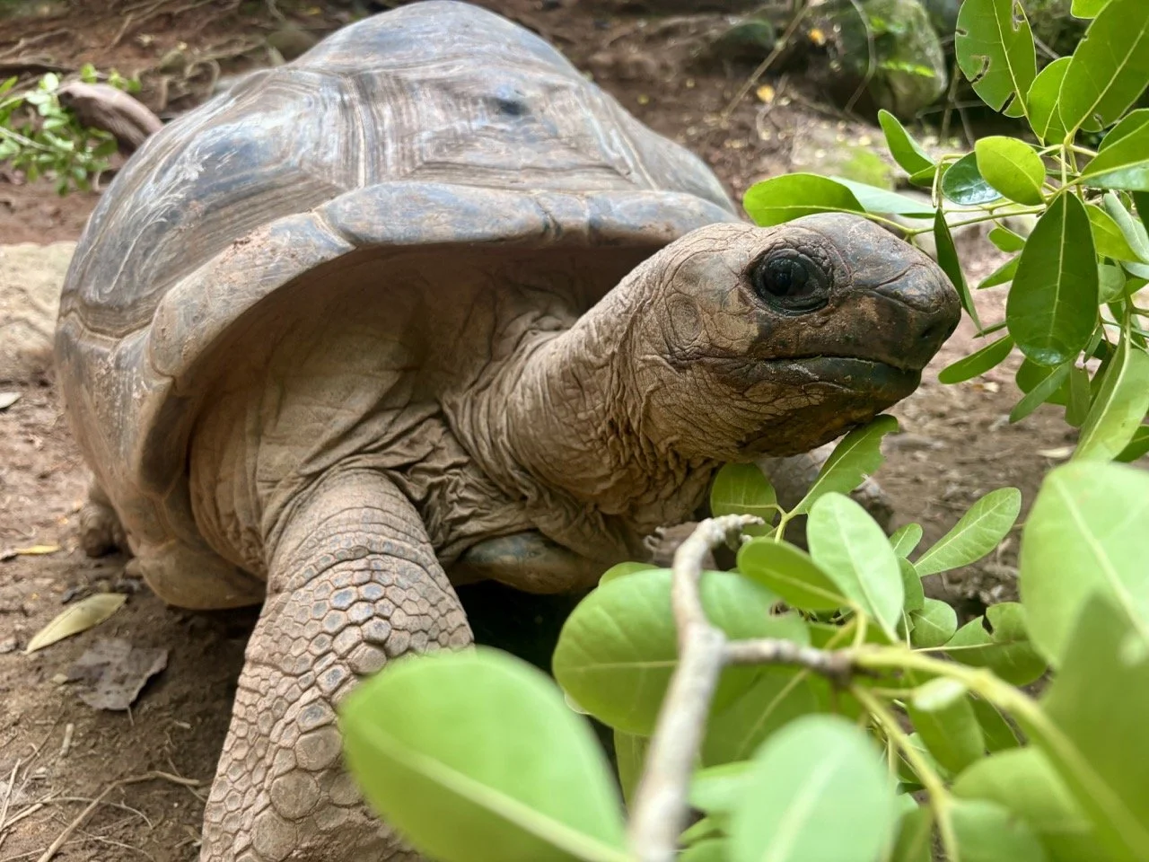 塞席爾離島上的阿爾達布拉巨龜在熱帶自然環境中活動，旅客可於指定區域近距離觀察並遵守保育規定。