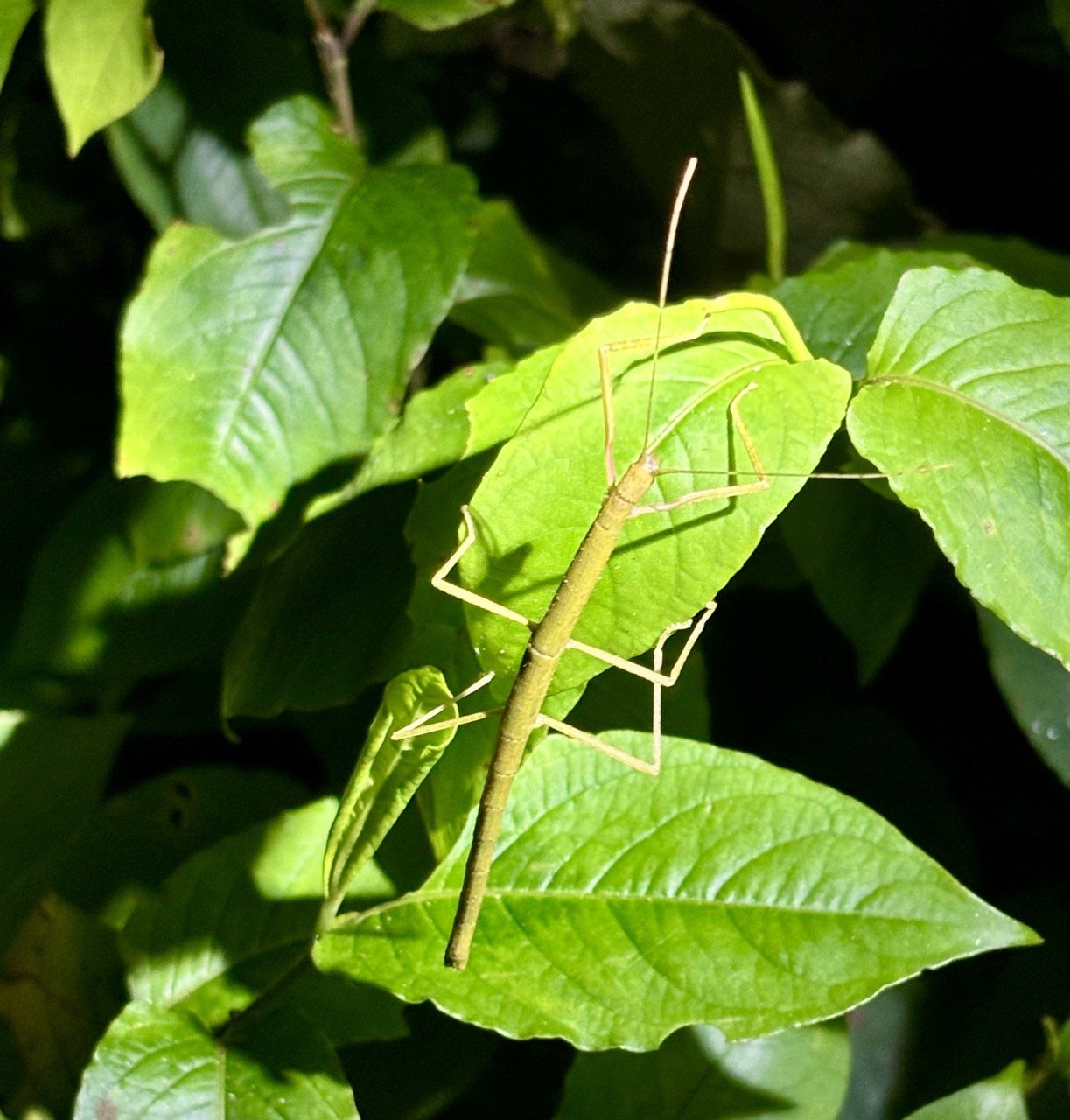 鳥巢細節特寫與保育觀察記錄，拍攝鳥巢時的倫理指引；Bird nest detail and conservation observation notes — ethical bird photography.