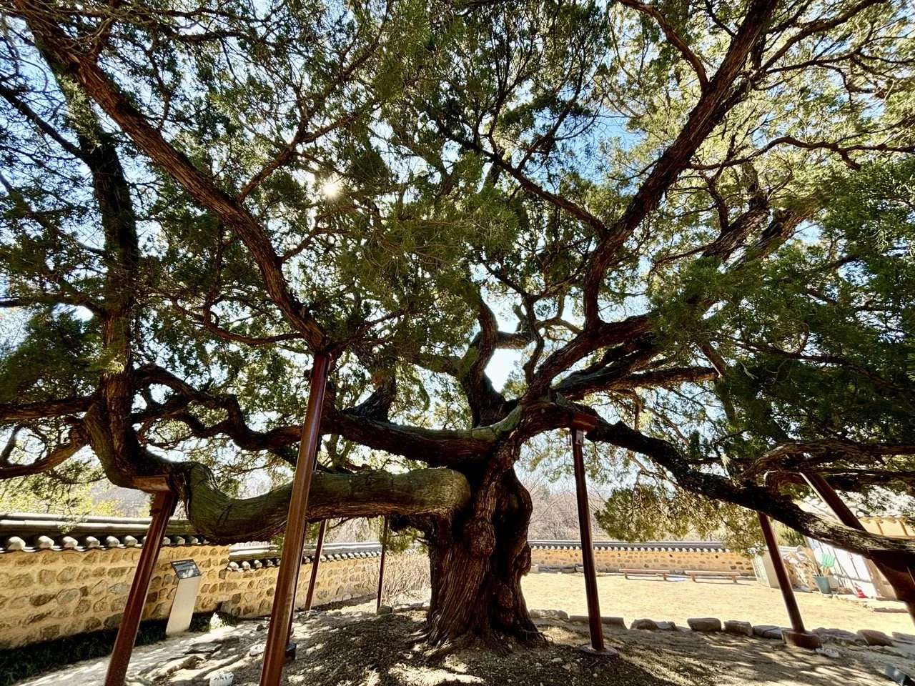 韓國慶州旅遊｜佛國寺與石窟庵世界文化遺產，探索韓國千年古都 | Gyeongju Bulguksa Seokguram Travel