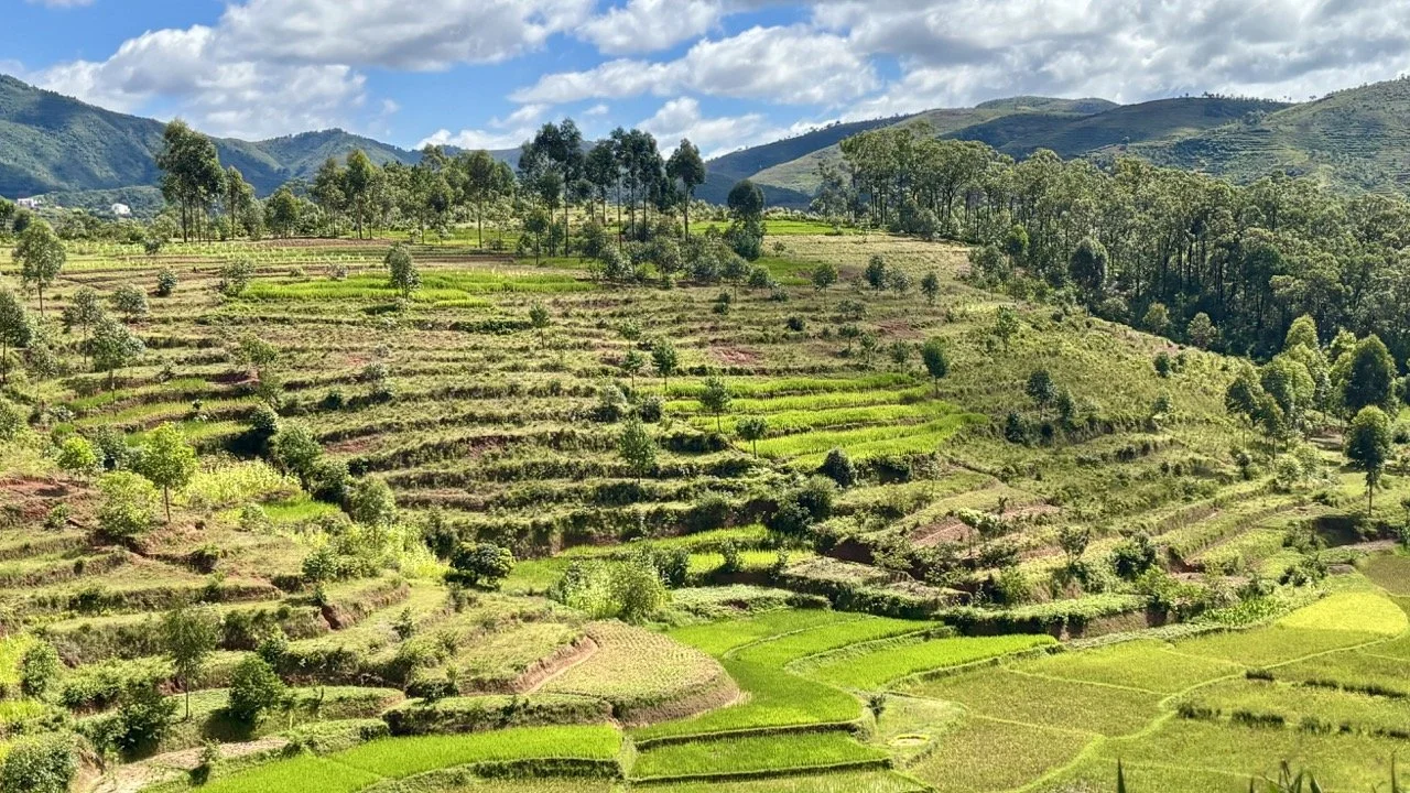 Ranomafana 山坡梯田晨霧景致：清晨薄霧與田面倒影營造詩意農村景觀，適合廣角與慢光攝影；Ranomafana hillside rice terraces in morning mist — poetic reflections and soft light ideal for wide‑angle and long‑exposure shots.