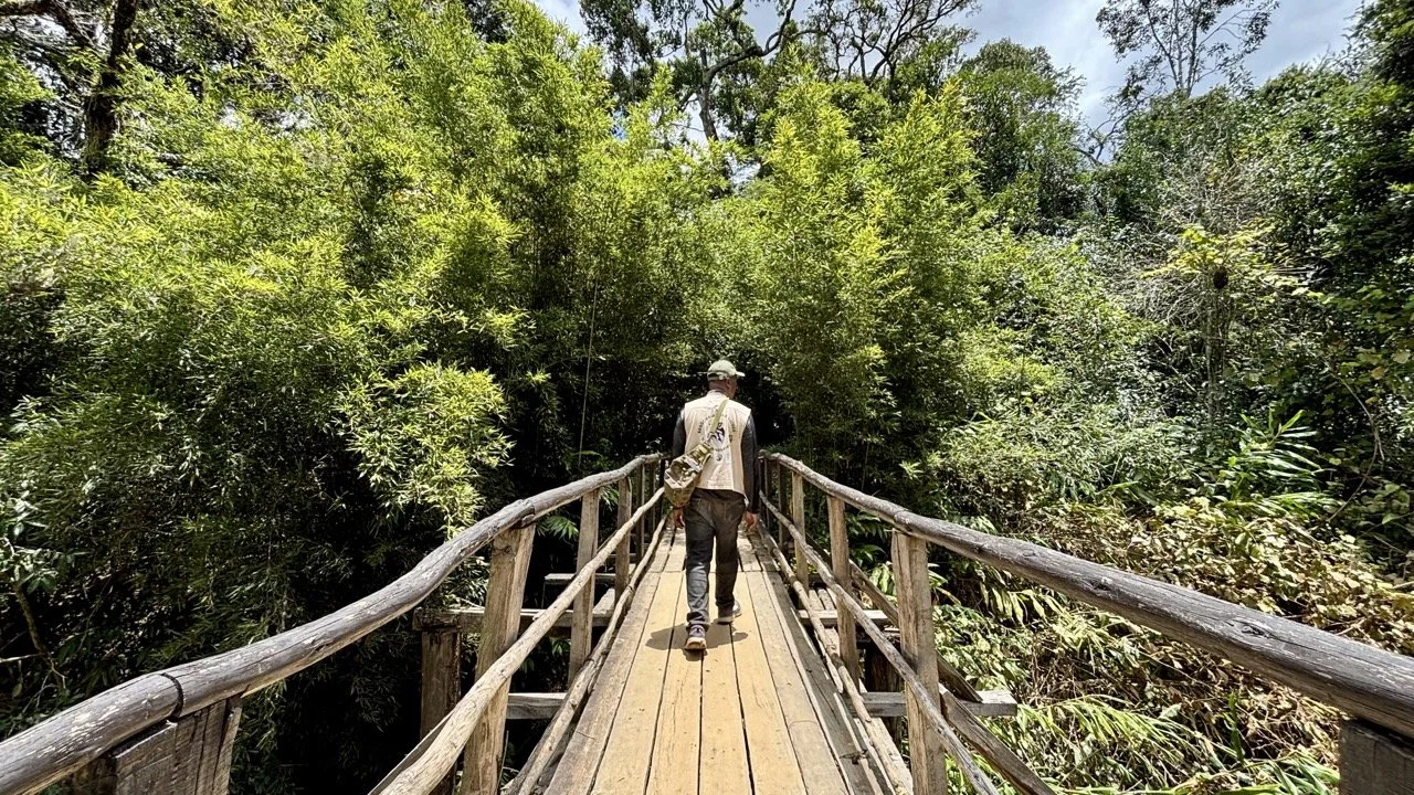 Analamazaotra 步道林間景觀，Indri 尋聲與清晨徒步攝影建議地點；Analamazaotra trail through rainforest — prime Andasibe morning hike for Indri tracking.