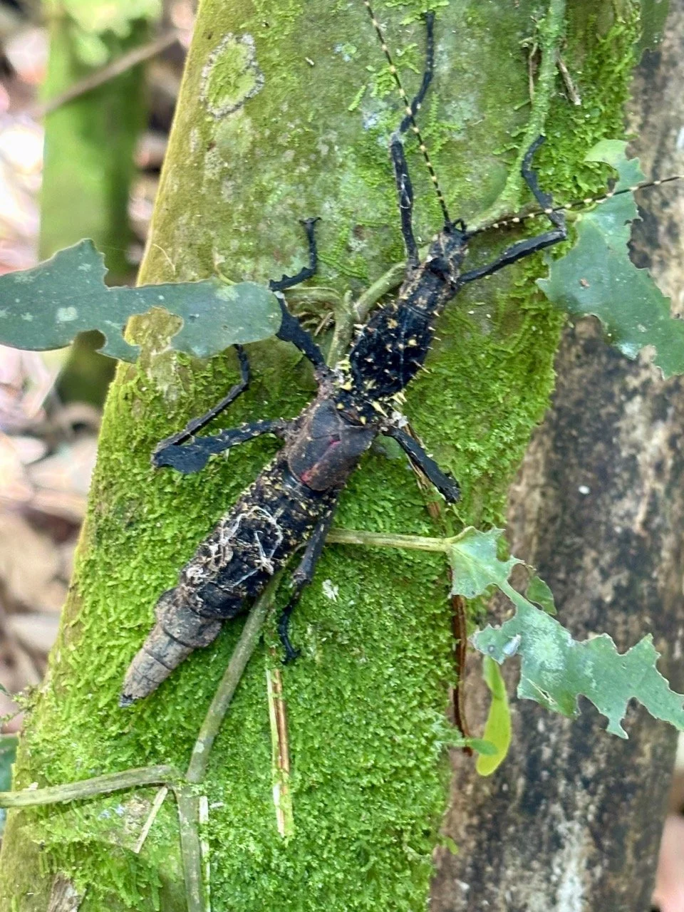 濕葉上的甲蟲微距，雨林微生態的色彩與紋理；Macro insect on wet leaf — rainforest micro‑ecosystem color and texture.