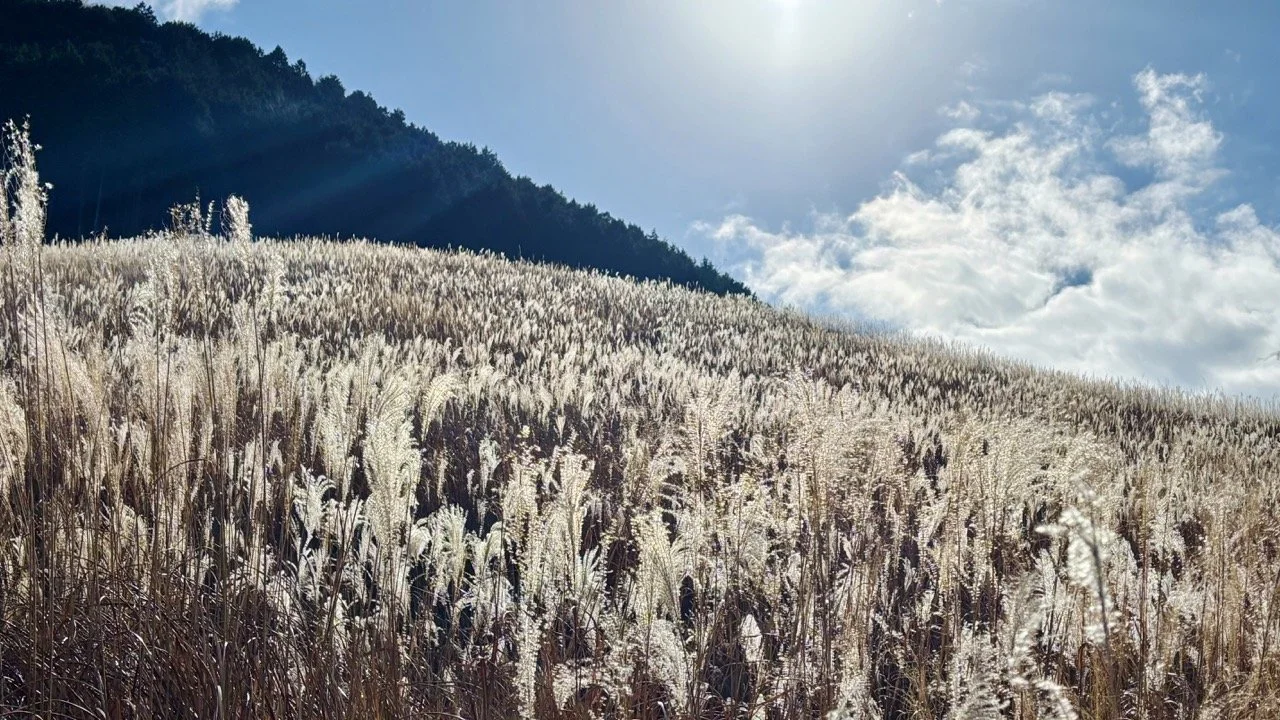 忍野八海透明湧泉池中的清澈泉水與水底景觀，呈現富士山融雪形成的天然水源特色。