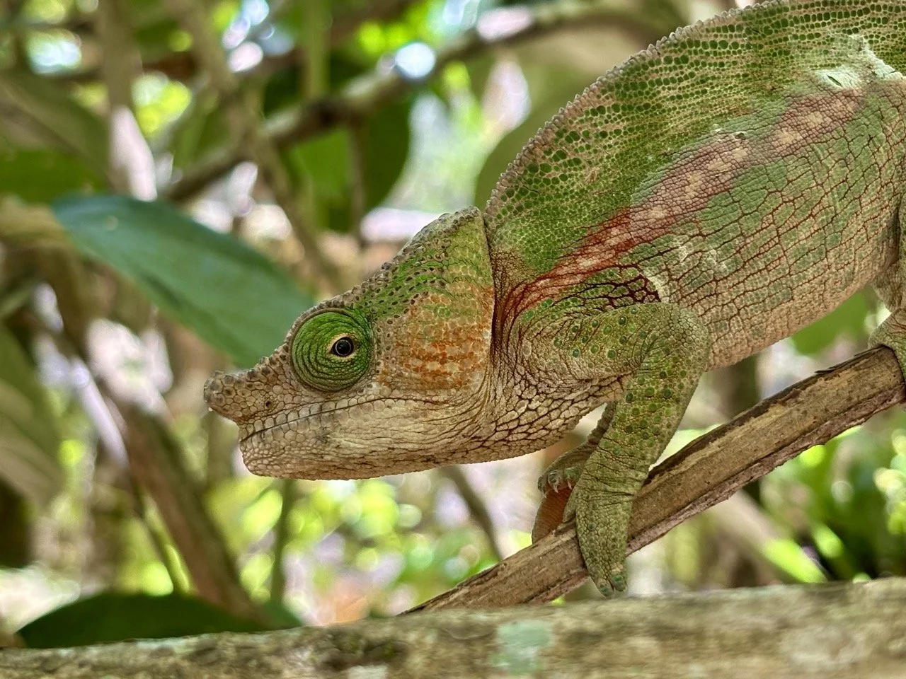 變色龍伸舌捕食的瞬間動作高速拍攝示範；Chameleon tongue capture — high‑speed action shot in Andasibe.