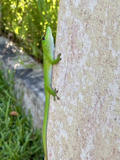 Pamplemousses 植物園蘭花溫室與花卉特寫，展示珍稀蘭花與熱帶花卉細節，提供微距攝影靈感與拍攝建議