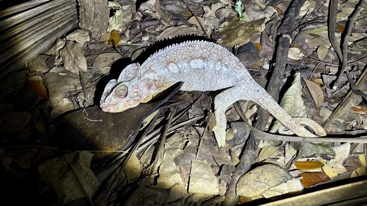 夜間變色龍紫外光攝影示例：如何在低光環境以低干擾方式觀察與拍攝夜行或低活動個體；Night chameleon UV-light photography example — how to observe and photograph nocturnal or low-activity individuals with minimal disturbance.