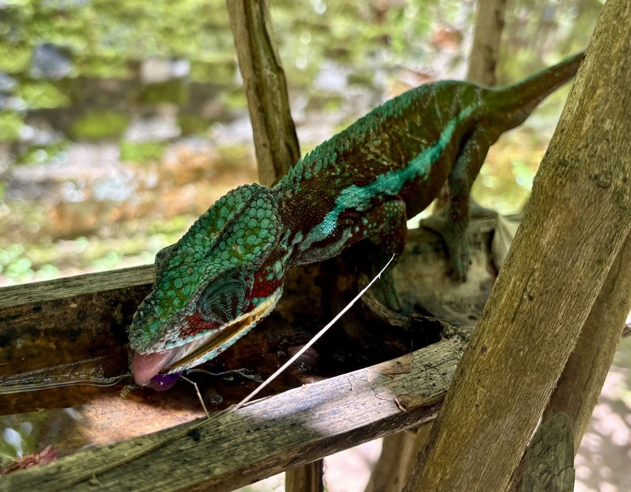 Mitsinjo 夜間導覽，蛙類與夜行性生物的微距與長曝拍攝機會；Mitsinjo night walk — macro and low‑light opportunities for frogs and nocturnal wildlife.