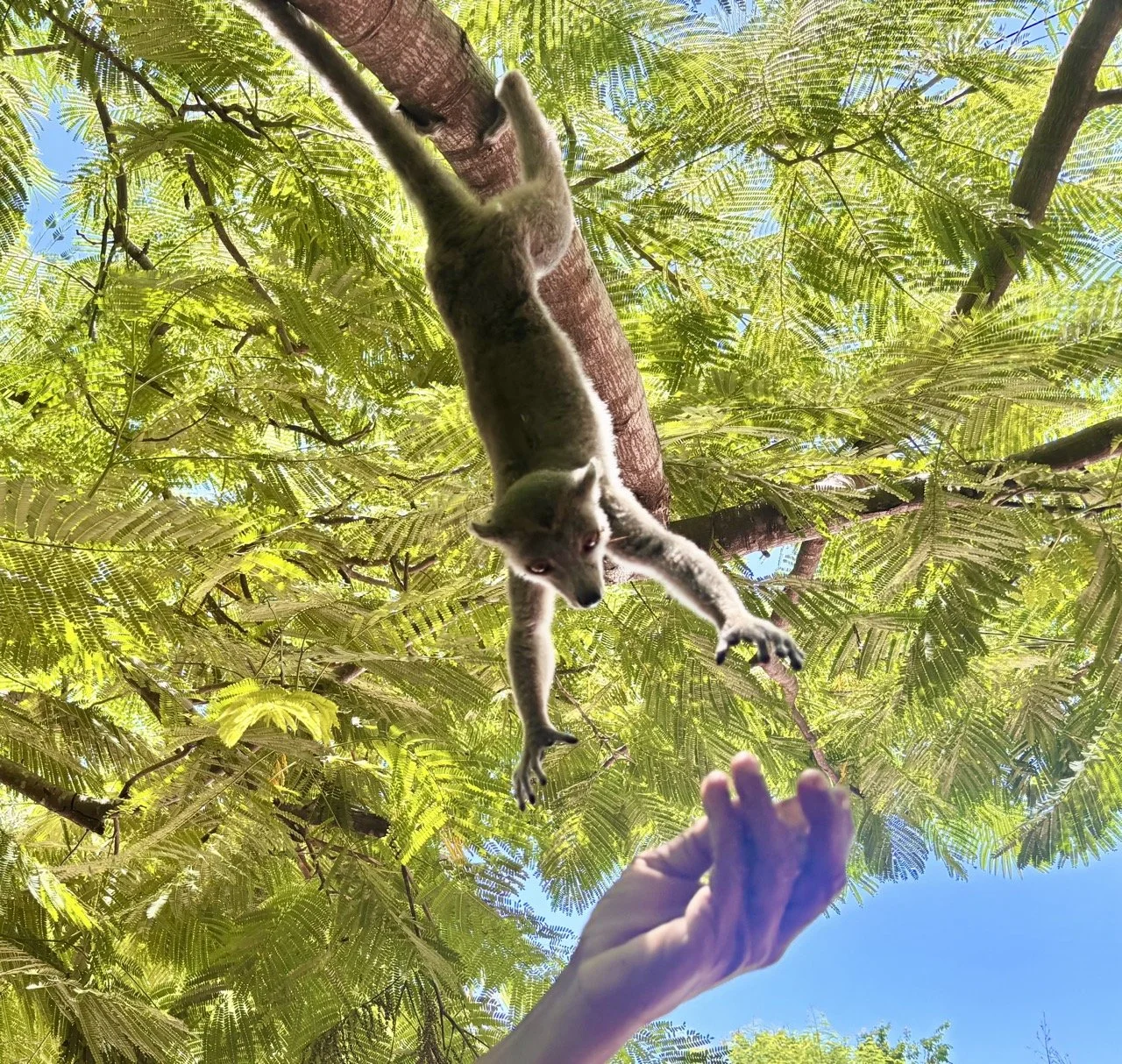 Kirindy 樹上狐猴動態抓拍，展示動物的靈活與環境融合，關鍵字：Kirindy lemur photography、Morondava wildlife；Kirindy lemur captured on tree branch, showing agility and habitat blend — keywords: Kirindy lemur photography, Morondava wildlife.