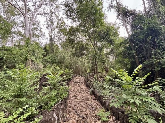 Bras D'Eau 國家公園（布拉德水國家公園）森林步道與淡水濕地全景，展示模里西斯東岸豐富的生態系與鳥類棲息地，是觀鳥、自然健行與生態攝影的首選景點；內文含交通方式、步道難易度與攝影建議