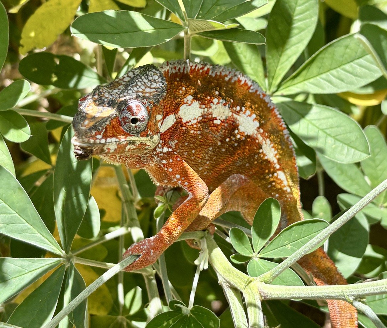 林中小徑剪影與引導線構圖，廣角景深與前景運用示例；Silhouetted forest path and lead lines — wide‑angle foreground composition.