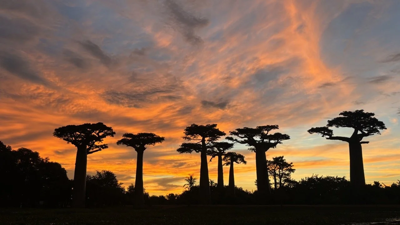 猴麵包樹下的星空與銀河構圖，夜景與星軌攝影範例；Starry night and Milky Way composition under baobabs for astrophotography.