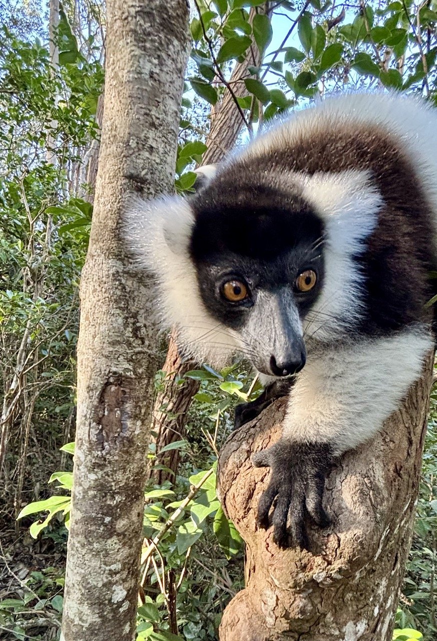 遊客與狐猴友善互動肖像，野生動物倫理與安全拍攝示範；Visitor interacting responsibly with lemur — wildlife ethics and portrait tips.