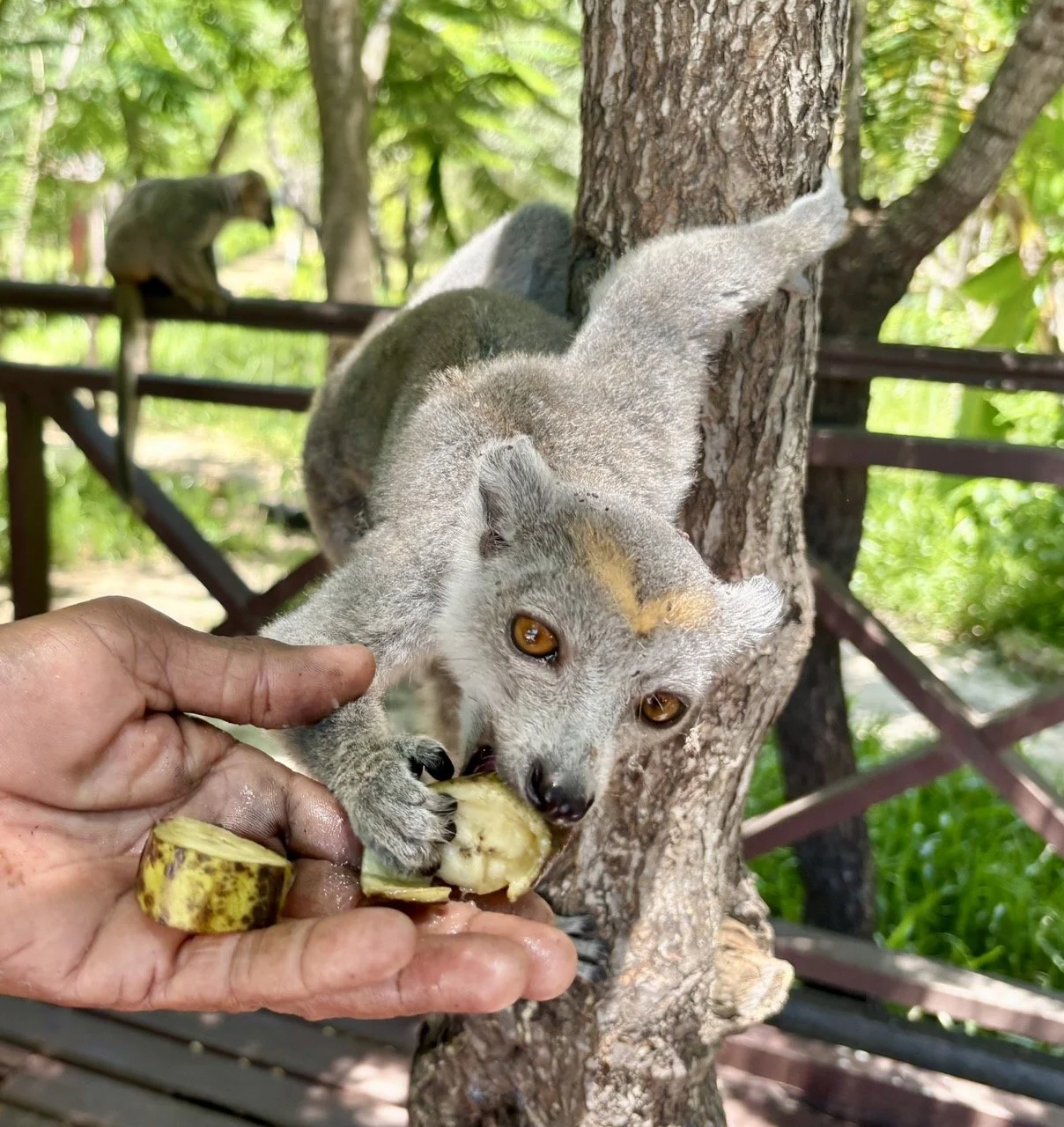 狐猴眼睛特寫與紋理細節，強調人文關懷與保育議題，適合用於 Morondava 保育報導與攝影展；Lemur eye close-up and texture detail — emphasizes conservation and human-interest themes, suitable for Morondava conservation features and photo exhibits.