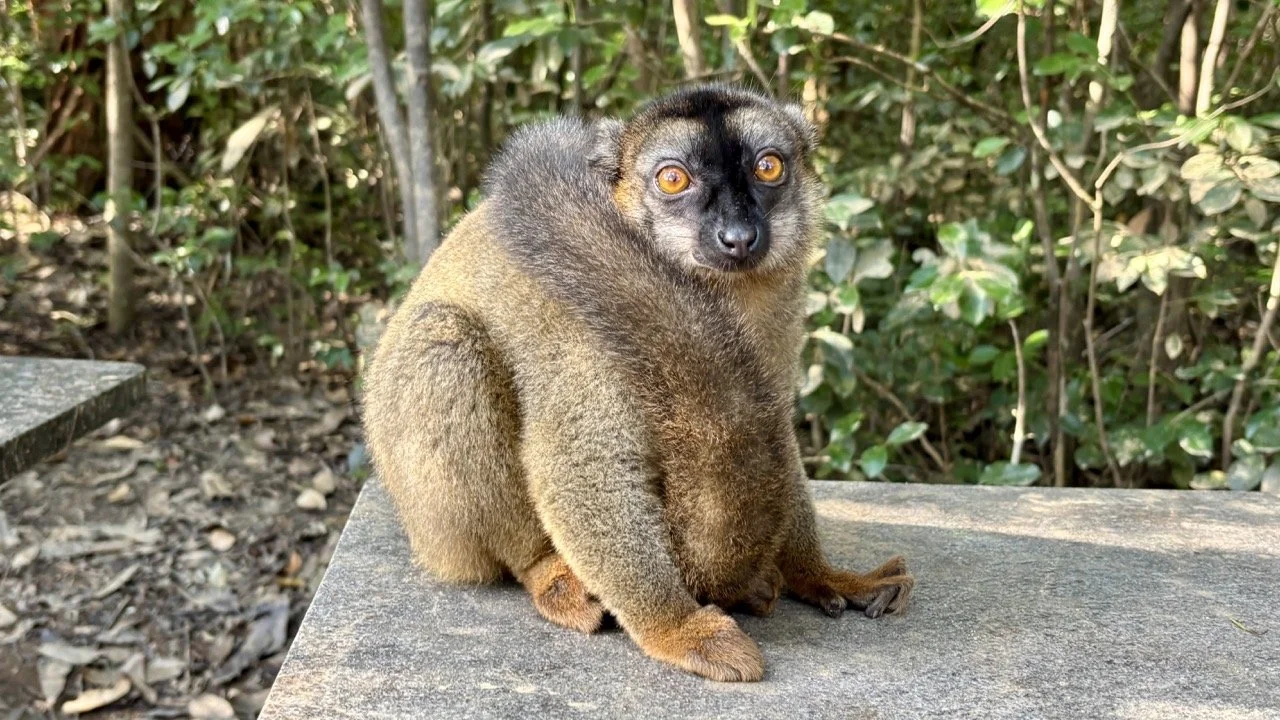 狐猴手部細節與抓握動作特寫，生態解剖與行為攝影語彙；Lemur hand detail and grip close-up — ecological anatomy and behavior photography.