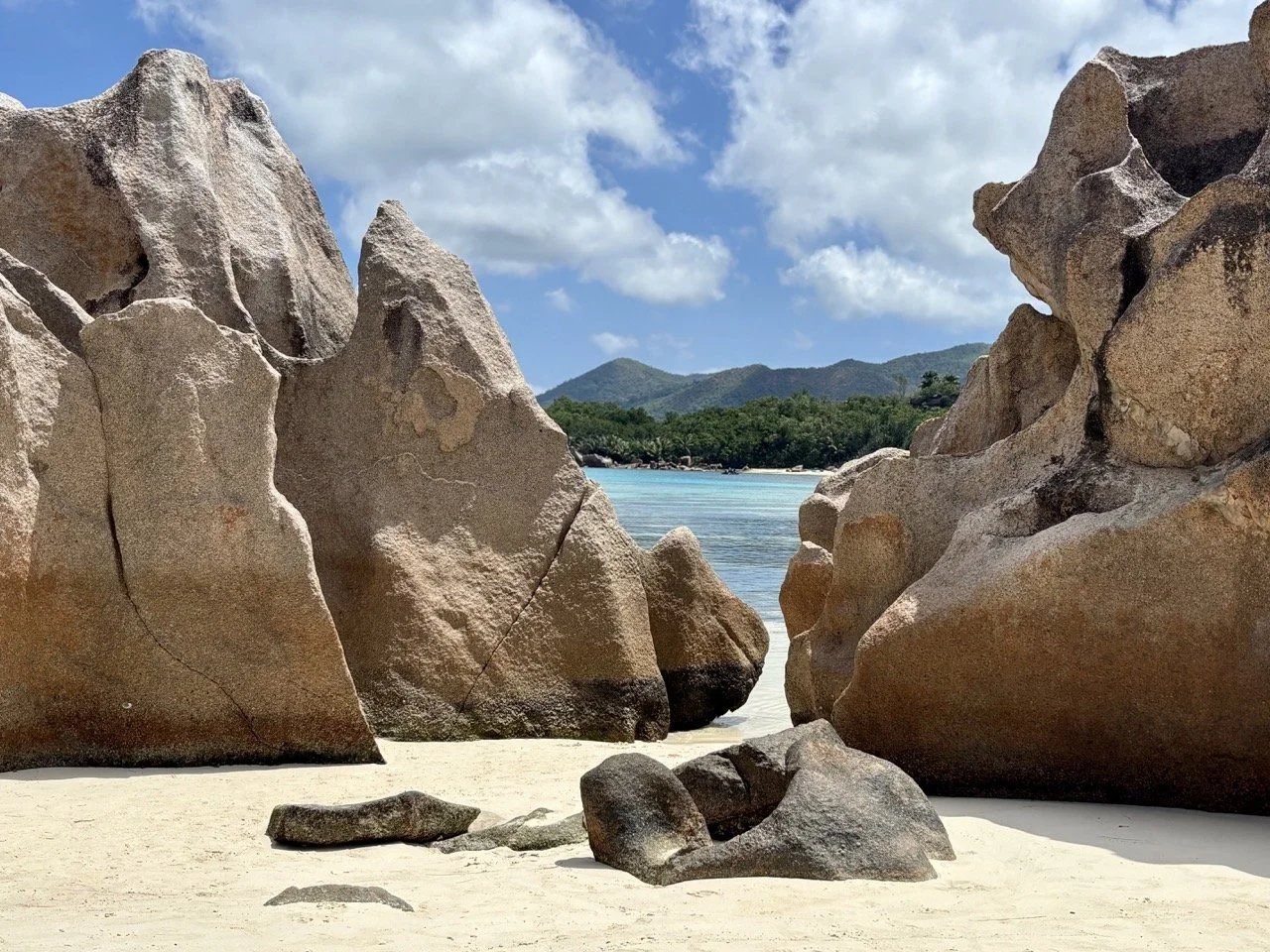 塞席爾庫里厄斯島海椰子森林，巨大的扇形葉片形成獨特熱帶植被景觀，是自然攝影的重要主題。