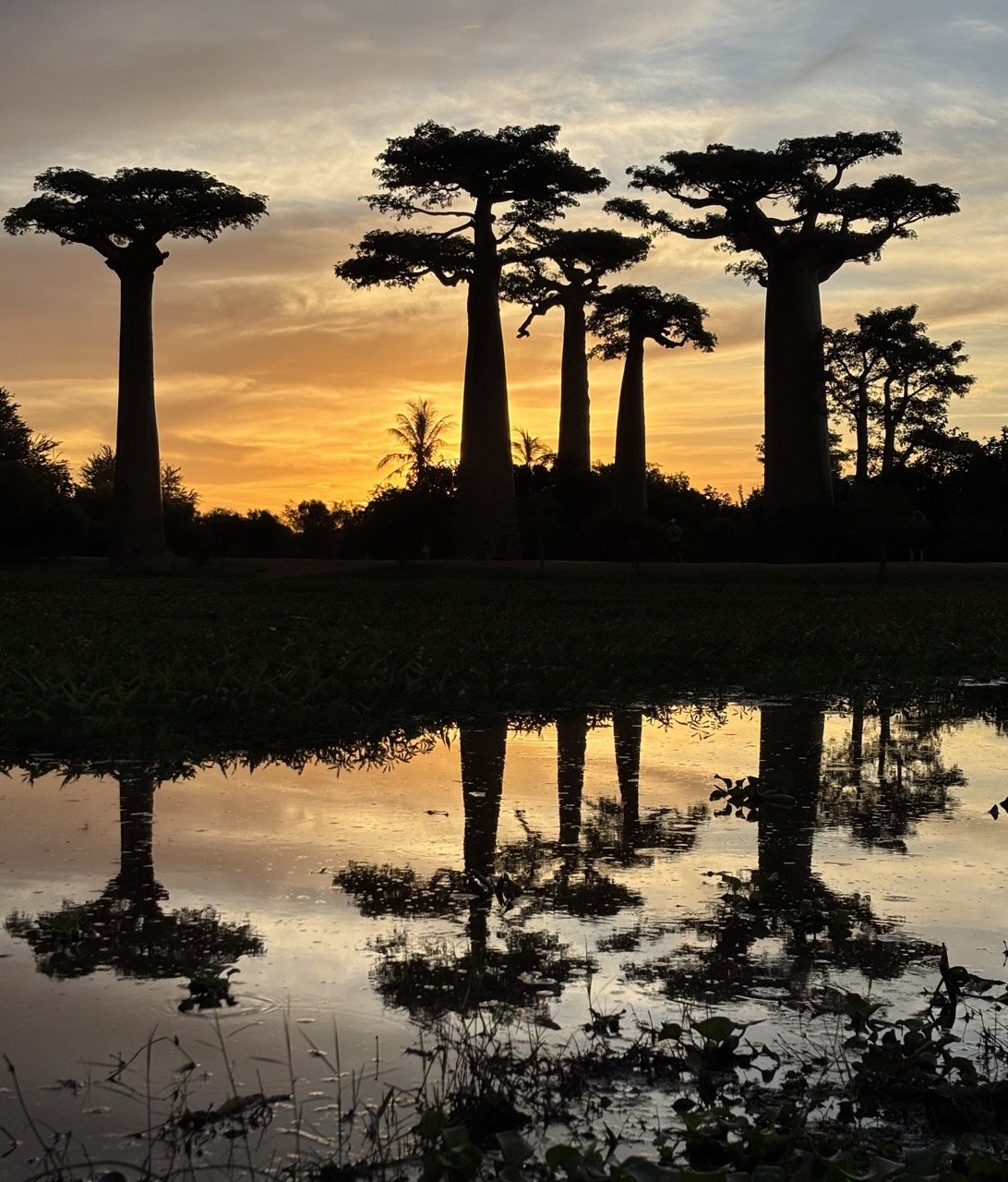 清晨猴麵包樹倒影與柔和光線，適合Morondava攝影與倒影構圖；Baobab sunrise reflections with soft light, ideal for Morondava photography.
