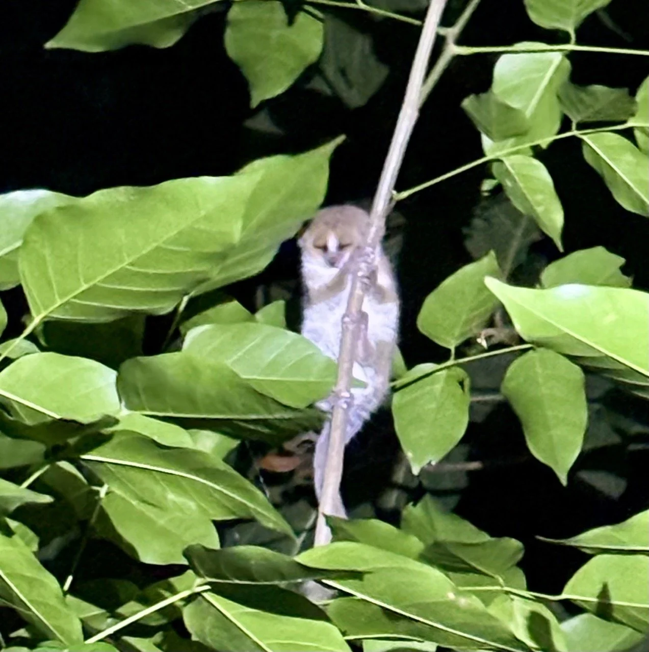 Zazamalala 夜間導覽發現夜行性動物，野生動物攝影注意事項；Zazamalala night walk discovering nocturnal wildlife, wildlife photography tips.