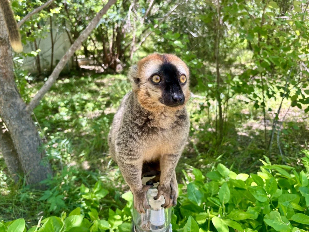 Zazamalala 狐猴肖像特寫，生態攝影倫理與構圖示例；Lemur portrait close-up in Zazamalala, ethical wildlife photography framing.