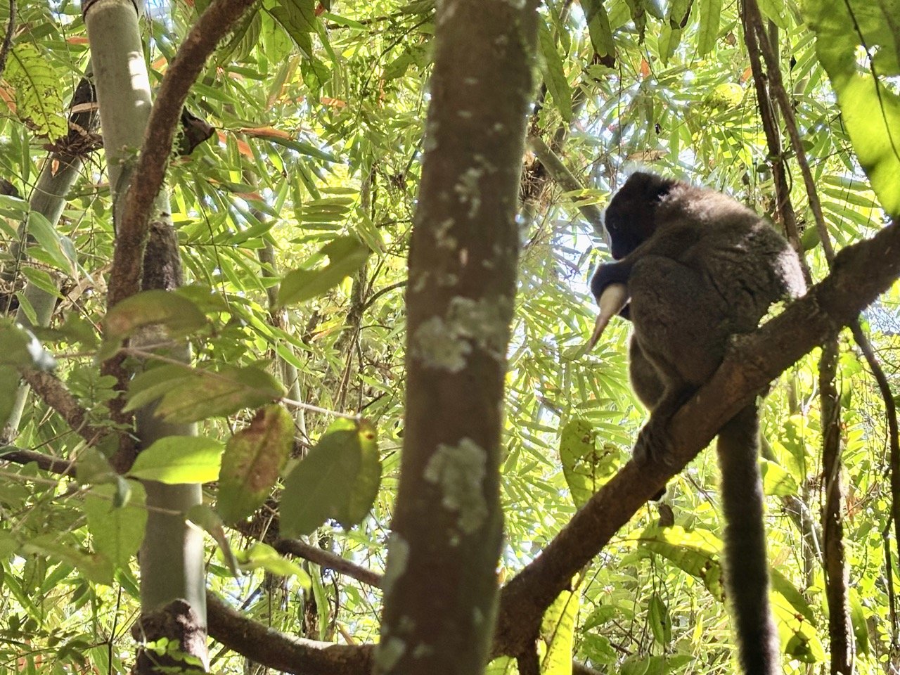 狐猴覓食行為紀錄與生態解說，行為攝影的倫理與技巧；Lemur feeding behavior documentation — ethical and technical tips for behavior photography.