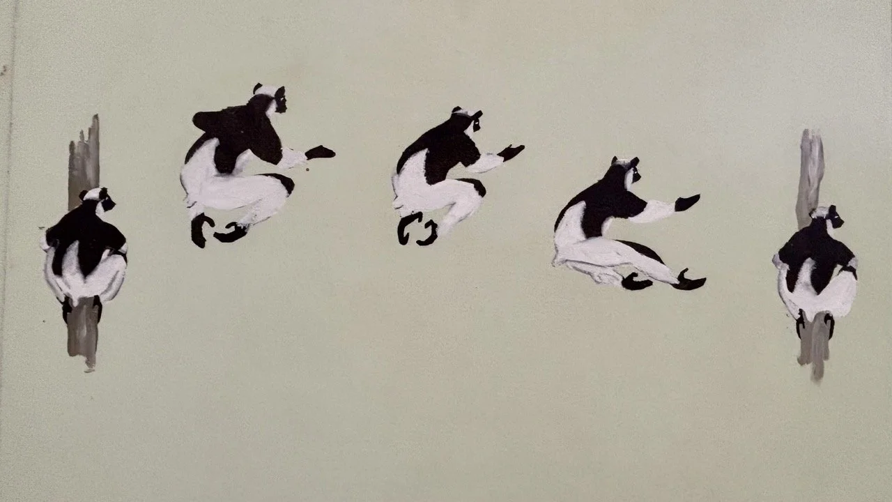 Diademed Sifaka 冠狀跳狐猴空中跳躍，捕捉樹冠間優雅動作與色彩；Diademed Sifaka mid-leap through the canopy — elegant action and color in Andasibe.