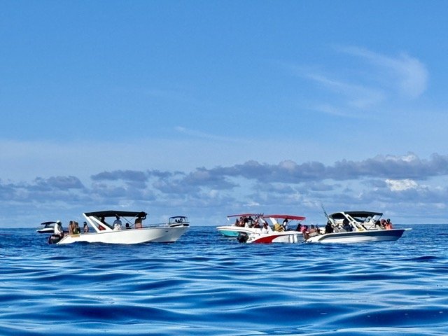 塔瑪蘭清晨出海觀察野生瓶鼻海豚，遊艇在日出光影下靠近海域但保持安全距離，呈現 Tamarin dolphin tour 精華。