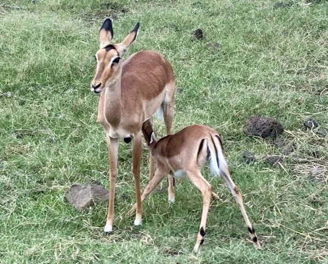 Casela 自然公園野生動物攝影場景：長頸鹿、斑馬與鳥類在保育區活動，示範中長焦拍攝動物特寫與園區交通／導覽資訊，適合模里西斯野生動物攝影與家庭旅遊規劃