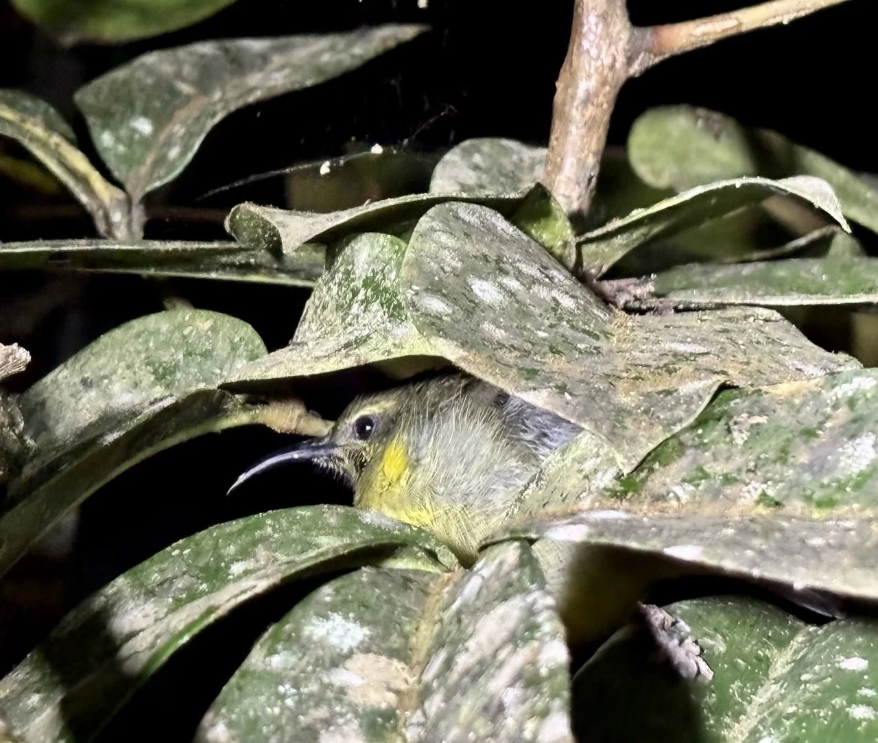 雨林鳥類特寫（70–200mm），抓拍動態與羽色細節；Forest bird portrait using 70–200mm — capture motion and plumage detail.