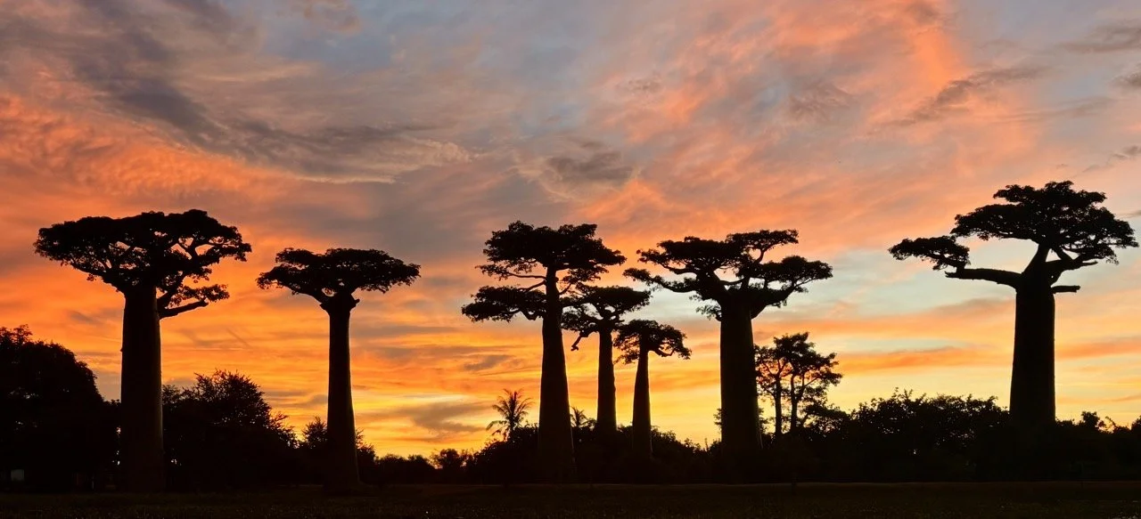 廣角呈現猴麵包樹排列與開闊天際，Avenue of the Baobabs 全景拍攝示例；Wide-angle panorama of baobab rows and open sky at Avenue of the Baobabs.