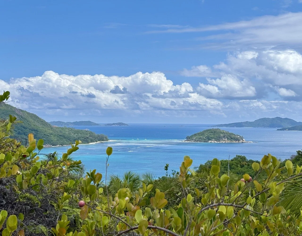Anse Lazio 海岸旁的棕櫚樹在海風中搖曳，背景是白色沙灘與湛藍海水，呈現熱帶海島度假氛圍。
