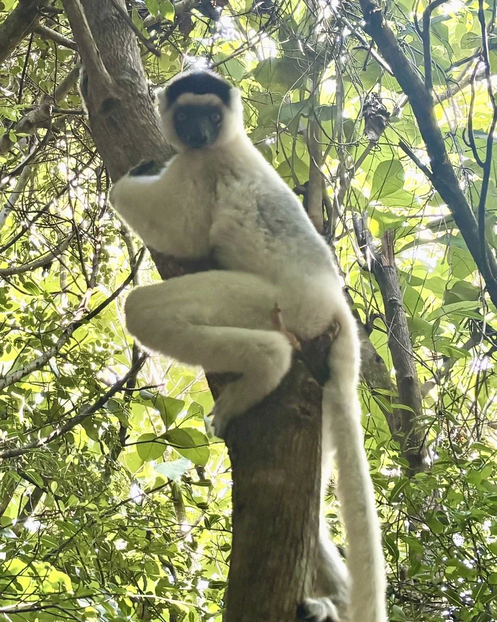 環境人像式狐猴攝影：將動物與當地植被、地景結合，強化 Morondava 生態旅遊敘事；Environmental portrait of a lemur integrating local vegetation and landscape to strengthen Morondava eco-tourism storytelling.