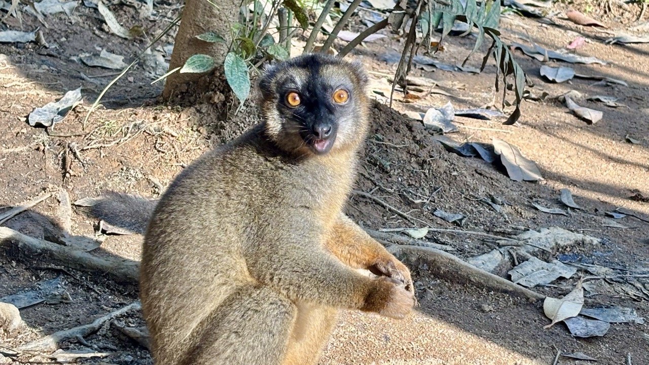 狐猴眼睛細節特寫，生態肖像與情感表達；Lemur eye detail close-up — emotional wildlife portrait.