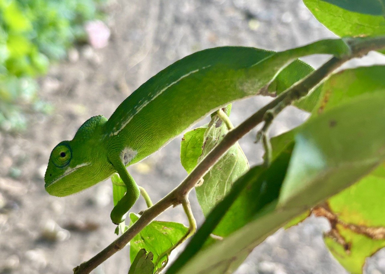 變色龍特寫：鮮豔皮膚色彩與細緻鱗紋，適合馬達加斯加變色龍（Madagascar chameleon）保育與攝影教學；Chameleon close-up showing vivid skin colors and fine scale texture — ideal for Madagascar chameleon conservation and photography guides.