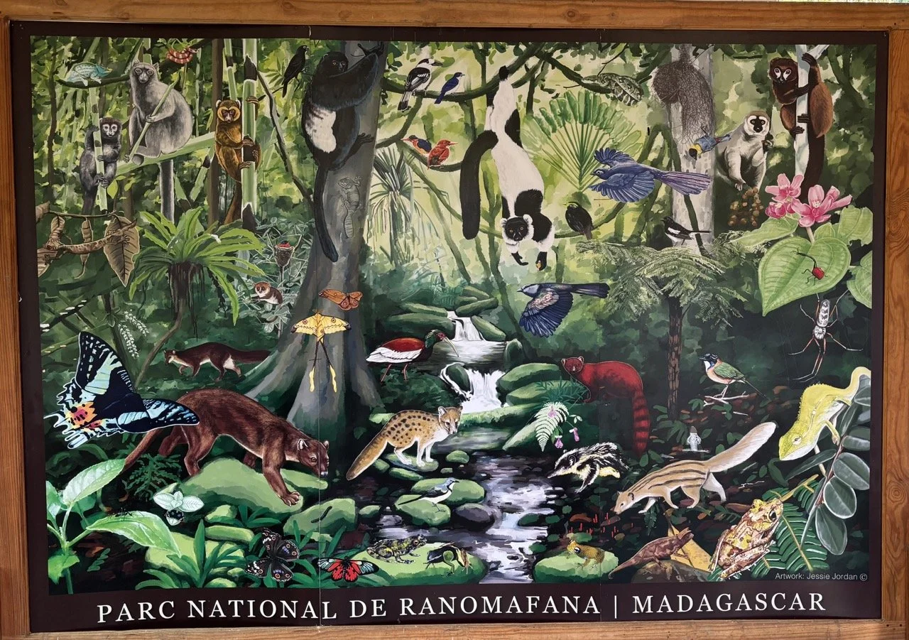 狐猴群體社交互動紀錄，行為學與生態攝影素材；Lemur group socializing — behavioral ecology and wildlife photo material.