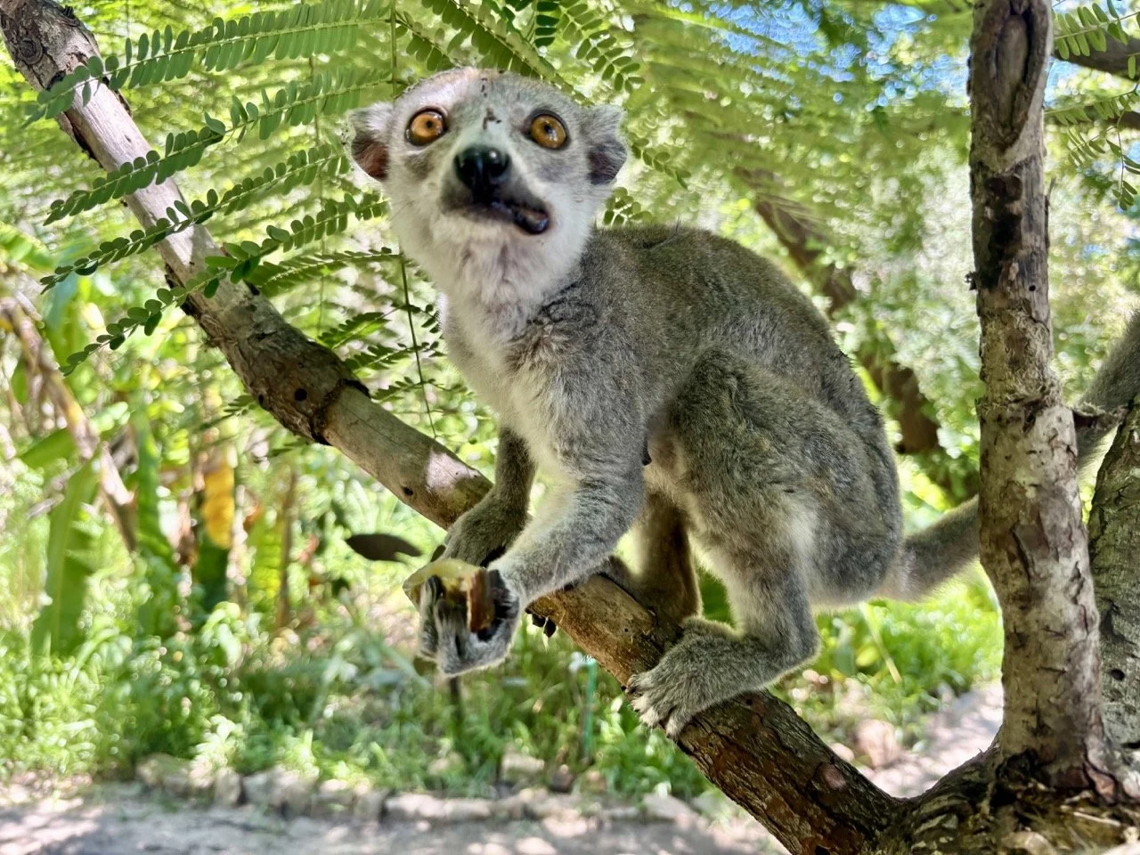 Kirindy 清晨狐猴活動場景，野外生態攝影示例，推薦用長焦與高感光拍攝 Morondava 狐猴；Morning lemur activity in Kirindy — field ecology photo example, recommended telephoto and high-ISO for Morondava lemur shoots.