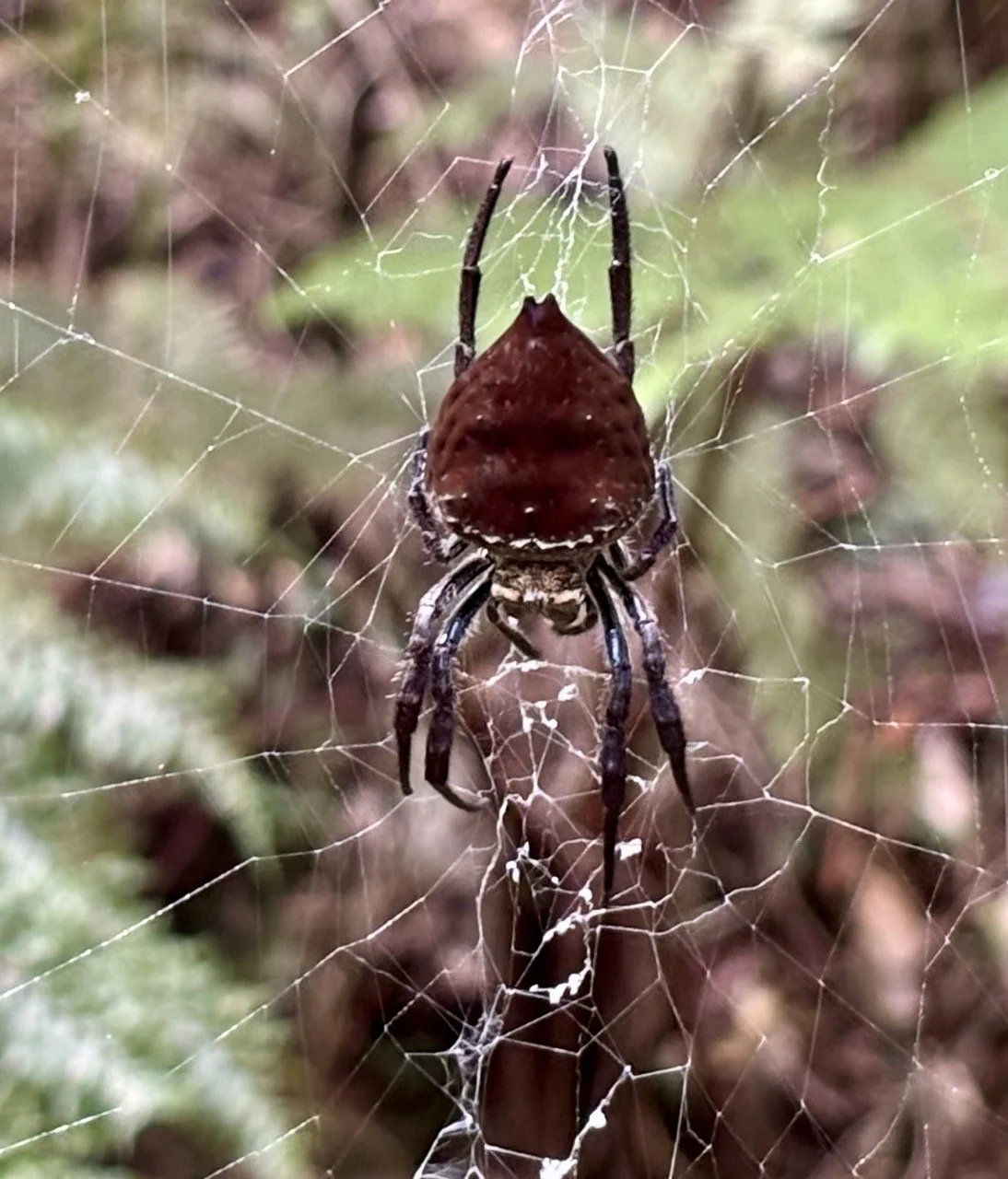清晨葉面與蜘蛛網露珠特寫，微距與慢快門創作機會；Morning dew on leaves and spider webs — macro and slow‑shutter creativity.