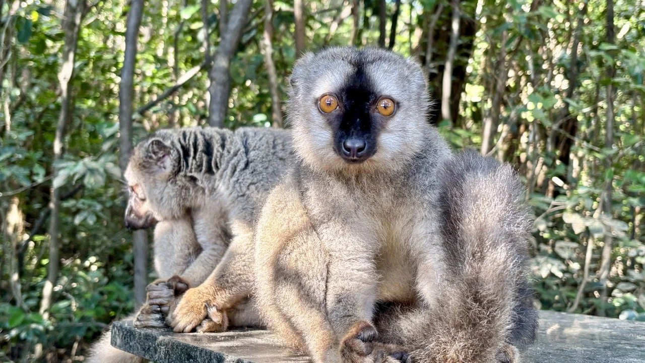 安達西褐狐猴特寫，環境人像式構圖展示群體互動與行為；Common brown lemur close-up in Andasibe — environmental portrait highlighting social behavior.